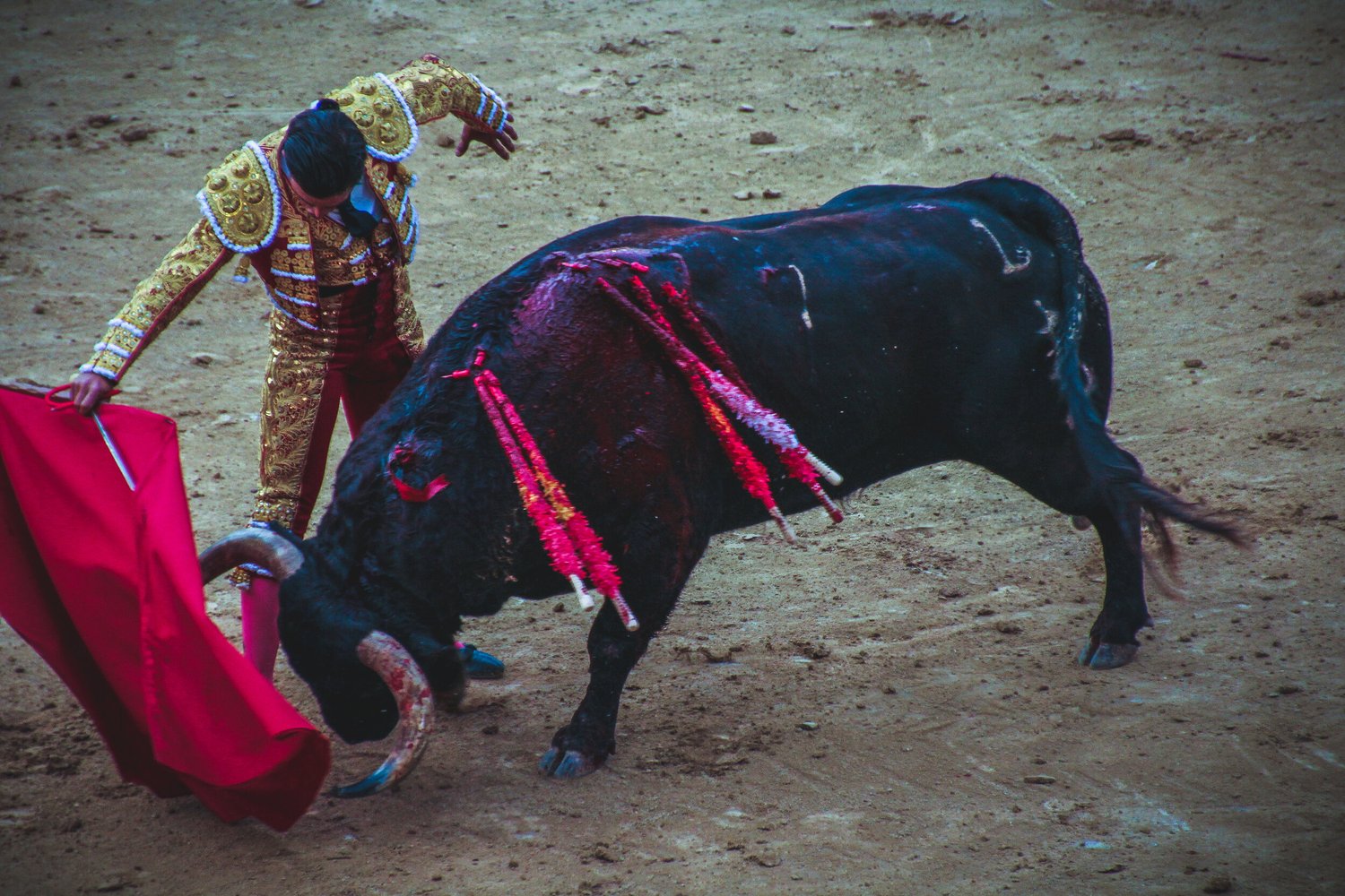 Bull fight 1 (Not Cropped).jpg